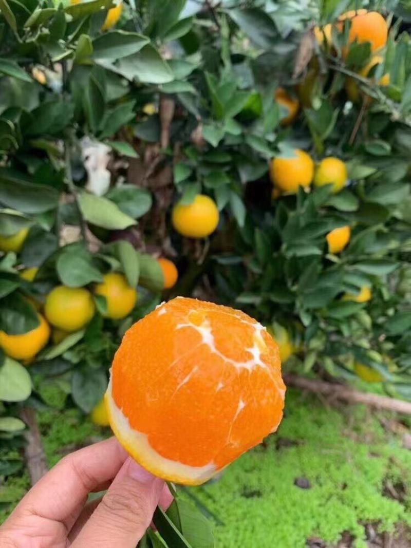 精品橙子湖北脐橙看货采摘保质保量欢迎咨询订购