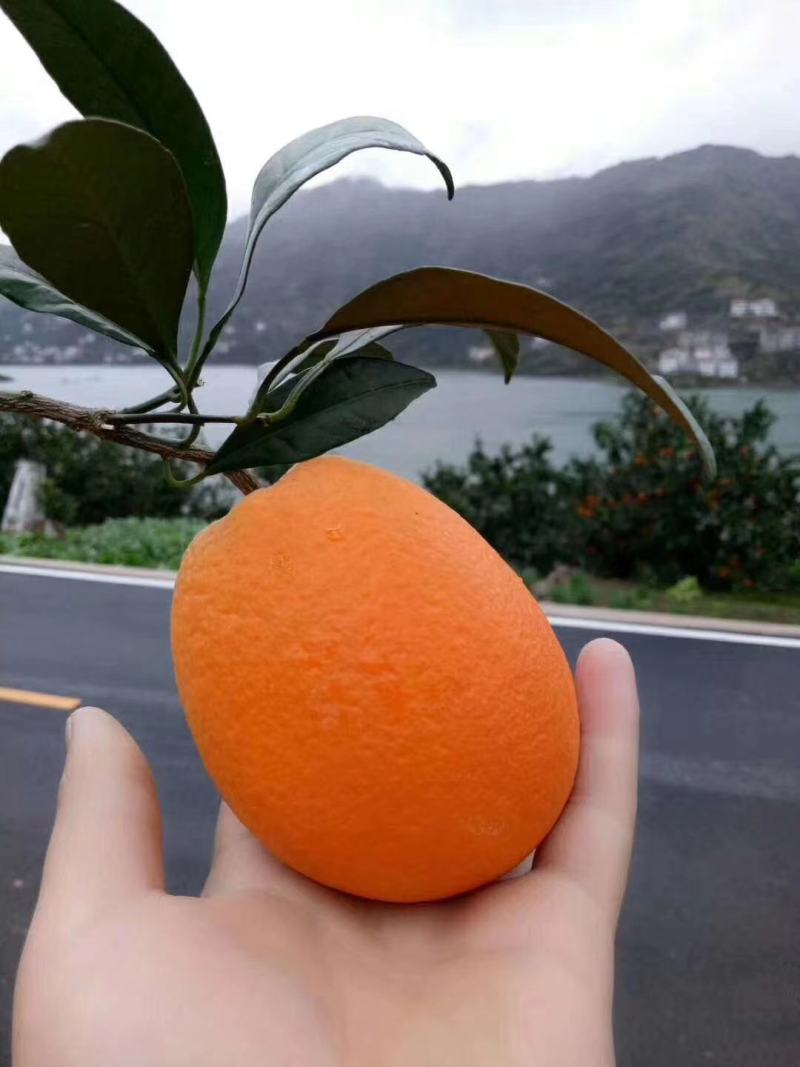 精品橙子湖北脐橙看货采摘保质保量欢迎咨询订购