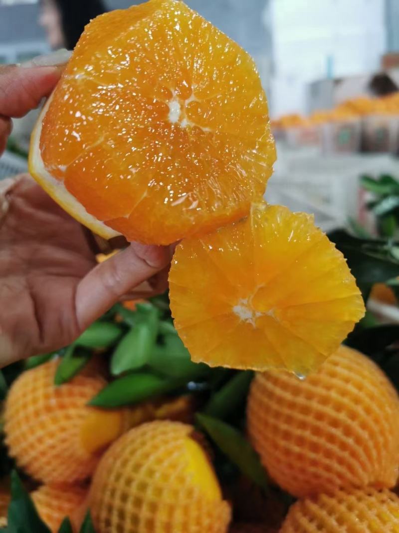 精品橙子湖北脐橙看货采摘保质保量欢迎咨询订购