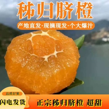 精品橙子湖北脐橙看货采摘保质保量欢迎咨询订购