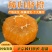 精品橙子湖北脐橙看货采摘保质保量欢迎咨询订购