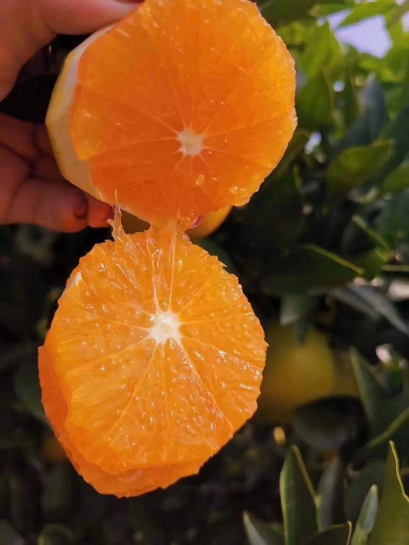 精品橙子湖北脐橙看货采摘保质保量欢迎咨询订购