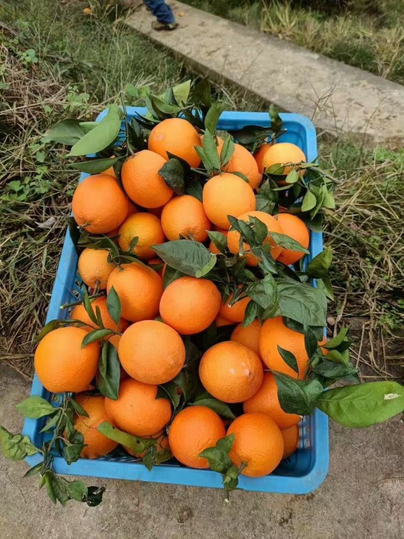 精品橙子湖北脐橙看货采摘保质保量欢迎咨询订购