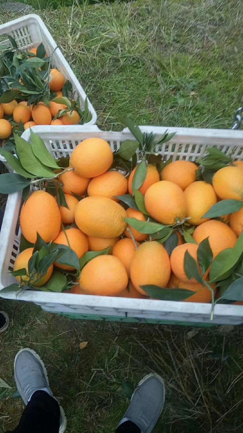 精品橙子湖北脐橙看货采摘保质保量欢迎咨询订购
