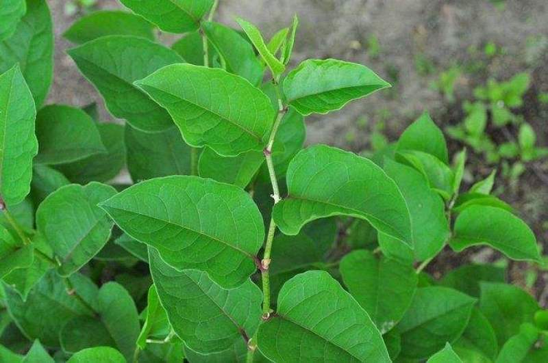 虎杖，全野生货，药用价值高，