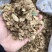 榔榆种子，榆树种子，小叶榆种子，绿化树种子