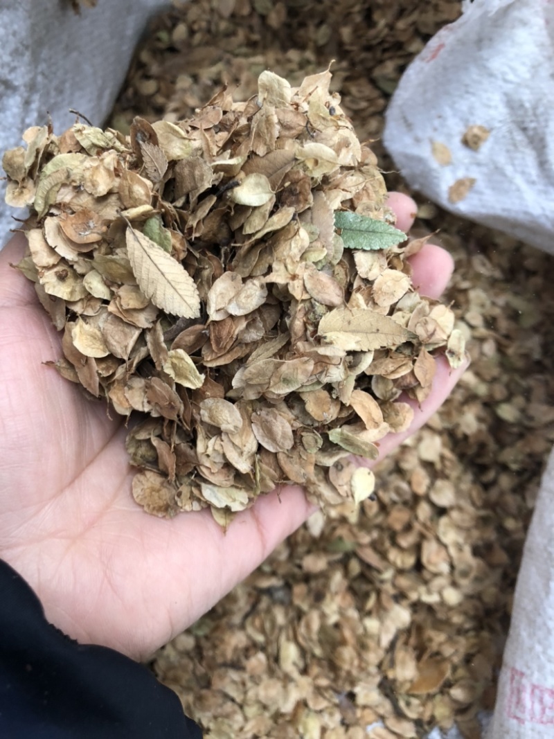 榔榆种子，榆树种子，小叶榆种子，绿化树种子