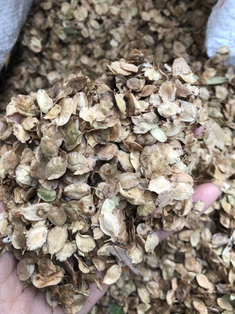 榔榆种子，榆树种子，小叶榆种子，绿化树种子