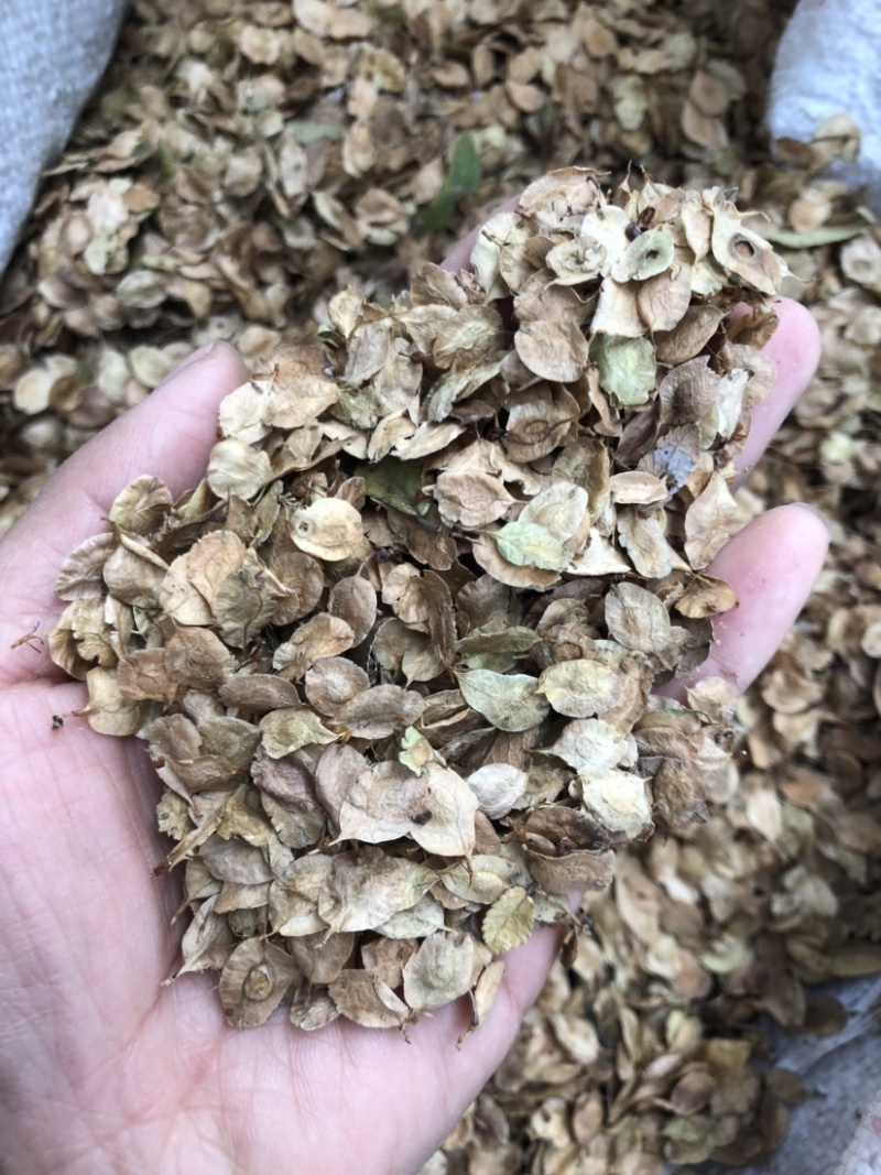 榔榆种子，榆树种子，小叶榆种子，绿化树种子