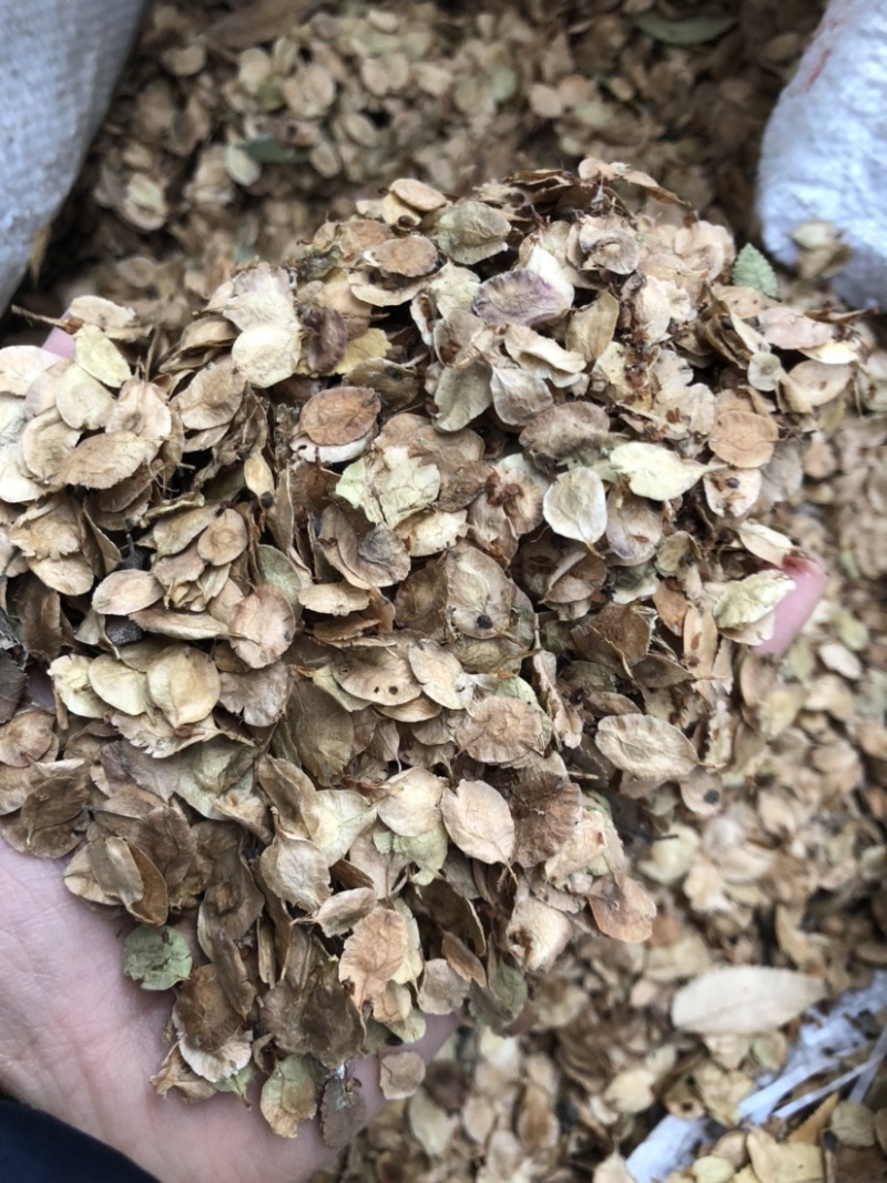 榔榆种子，榆树种子，小叶榆种子，绿化树种子