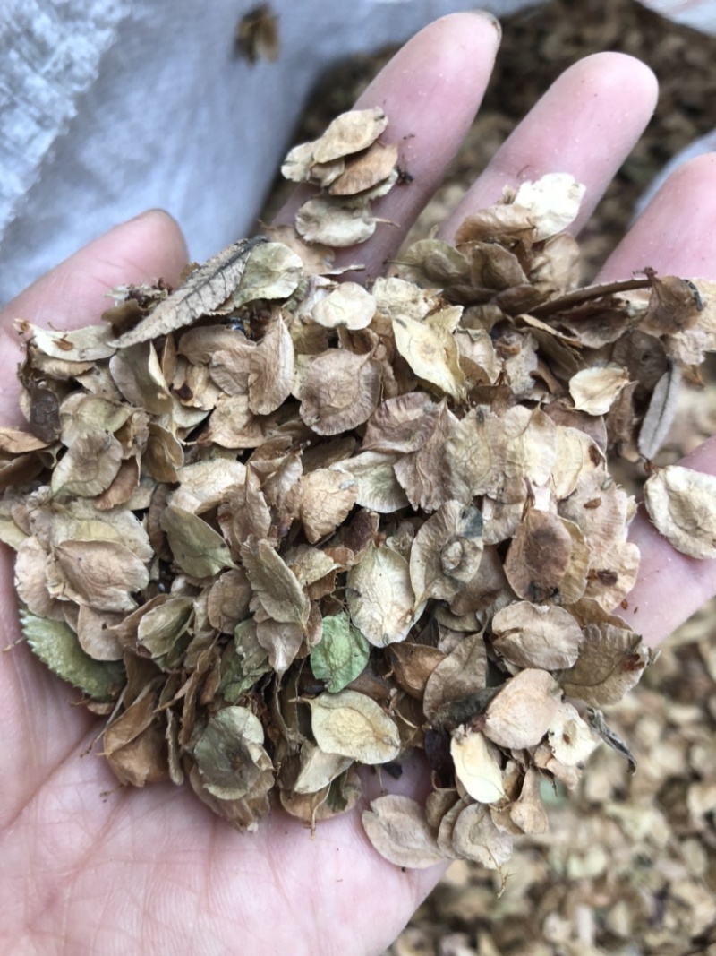 榔榆种子，榆树种子，小叶榆种子，绿化树种子
