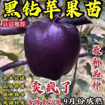 【认证推荐】黑钻苹果苗脱毒育苗98%纯度发货