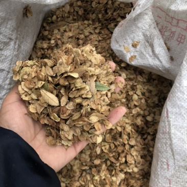 榔榆种子，榆树种子，小叶榆种子，绿化树种子