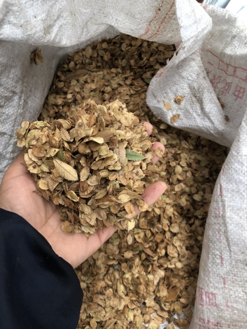 榔榆种子，榆树种子，小叶榆种子，绿化树种子