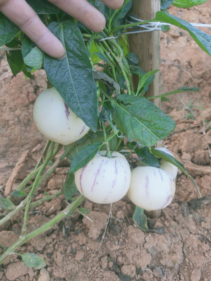 【热销】反季人参果（圆果）大量有货产地直销质保价优