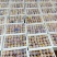 人参果2~3两以上产地直销品质保证一手货源欢迎咨询