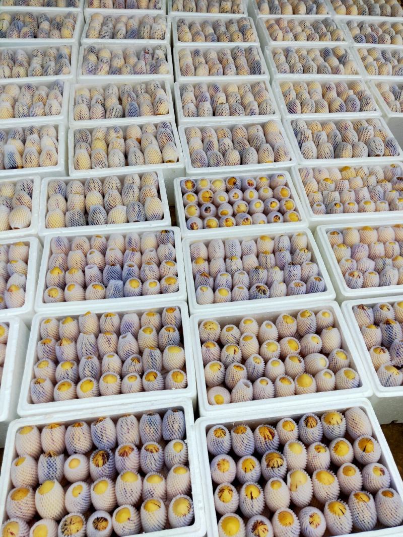 人参果2~3两以上产地直销品质保证一手货源欢迎咨询