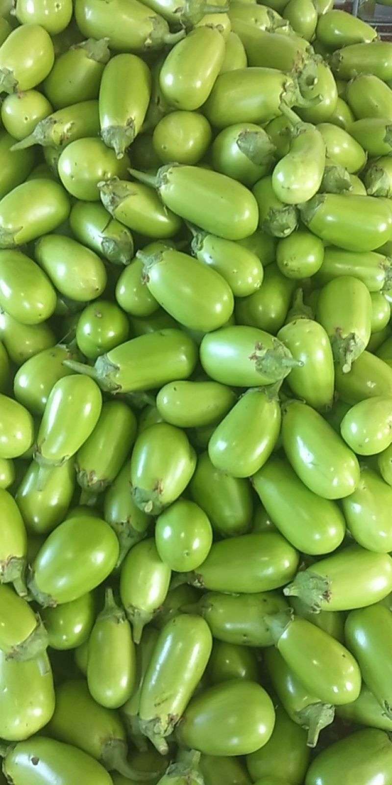 【精品】茄子原产地直供辽宁青茄大量上市量大从优
