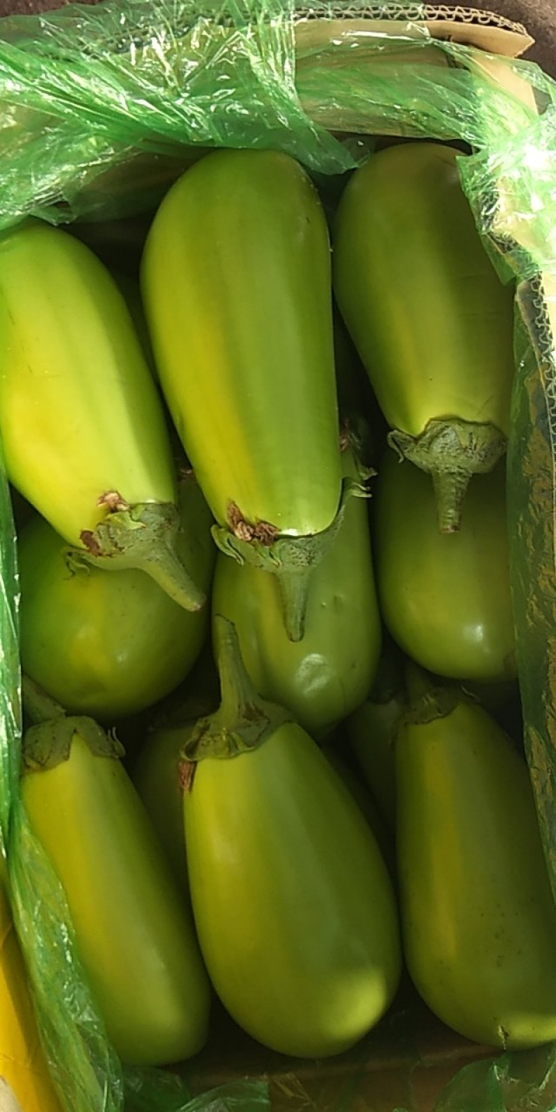 【精品】茄子原产地直供辽宁青茄大量上市量大从优