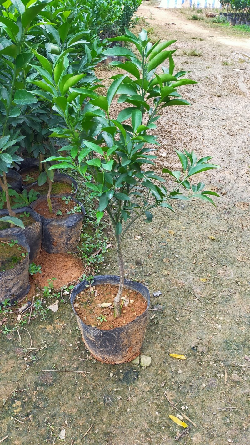 柑桔苗沃柑杯苗沃柑营养袋苗无核沃柑苗沃柑移栽苗沃柑树
