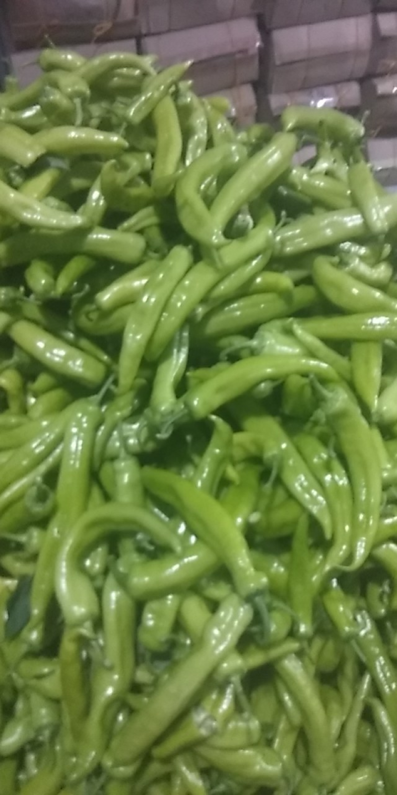 【鲜辣椒】原产地直供精品尖椒上市货源足量大从优