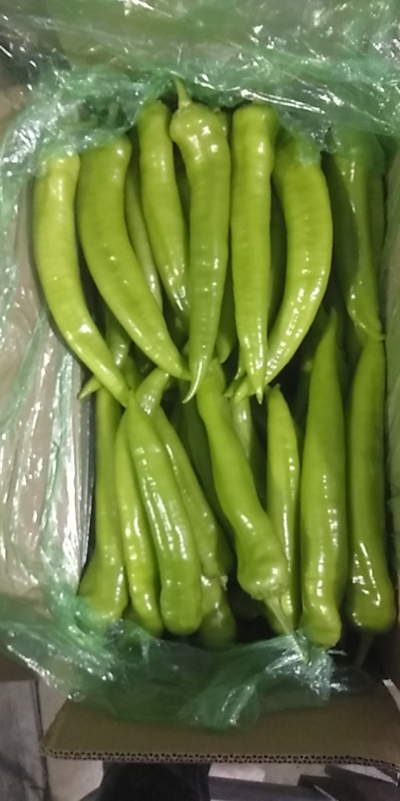 【鲜辣椒】原产地直供精品尖椒上市货源足量大从优