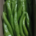 【鲜辣椒】原产地直供精品尖椒上市货源足量大从优