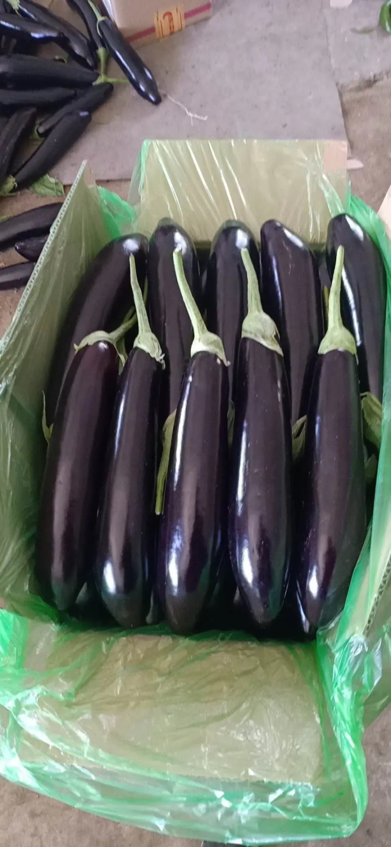 【热销】长茄茄子精品紫茄大量上市一手货源量大从优