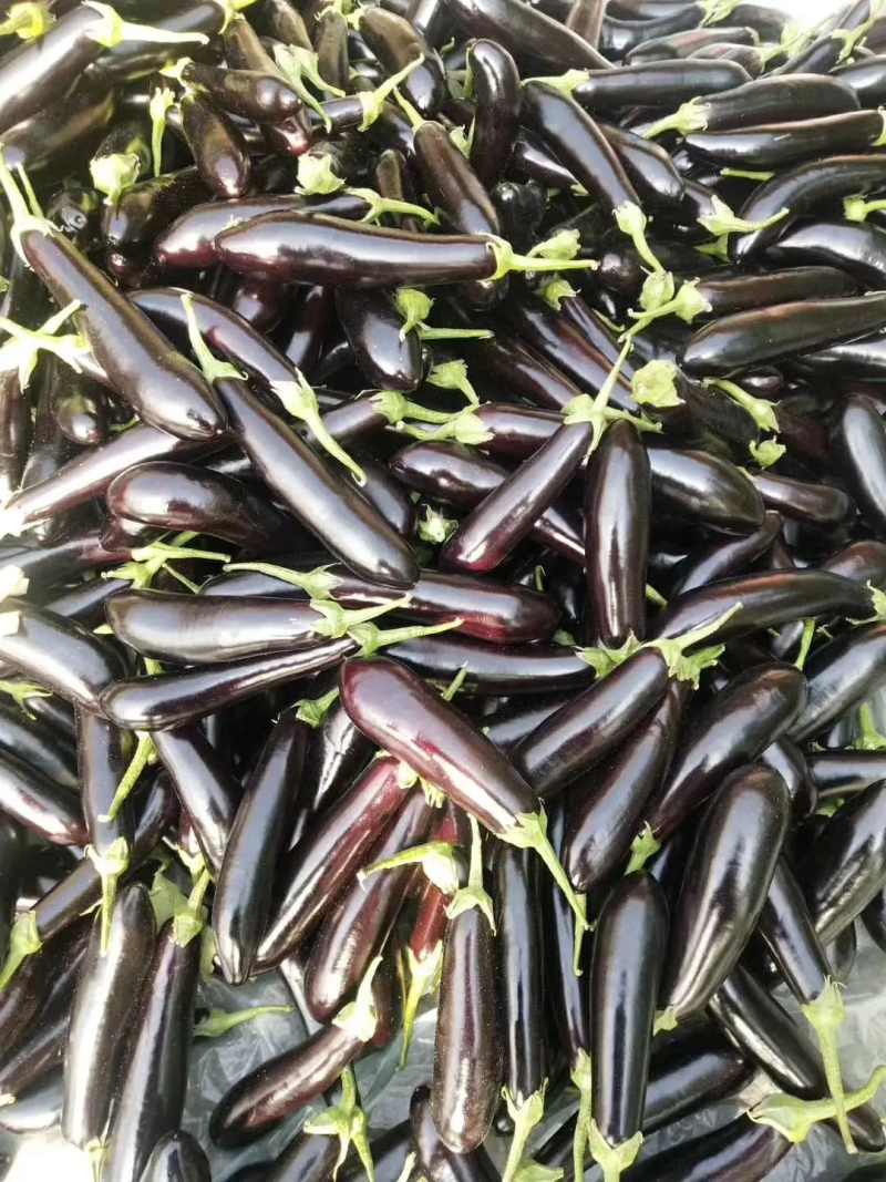 【热销】长茄茄子精品紫茄大量上市一手货源量大从优