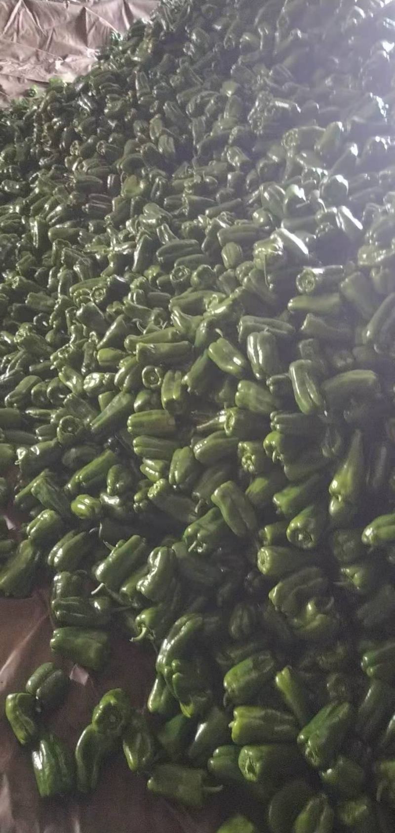 产地直供鲜辣椒精品太空椒大量上市个头均匀量大从优