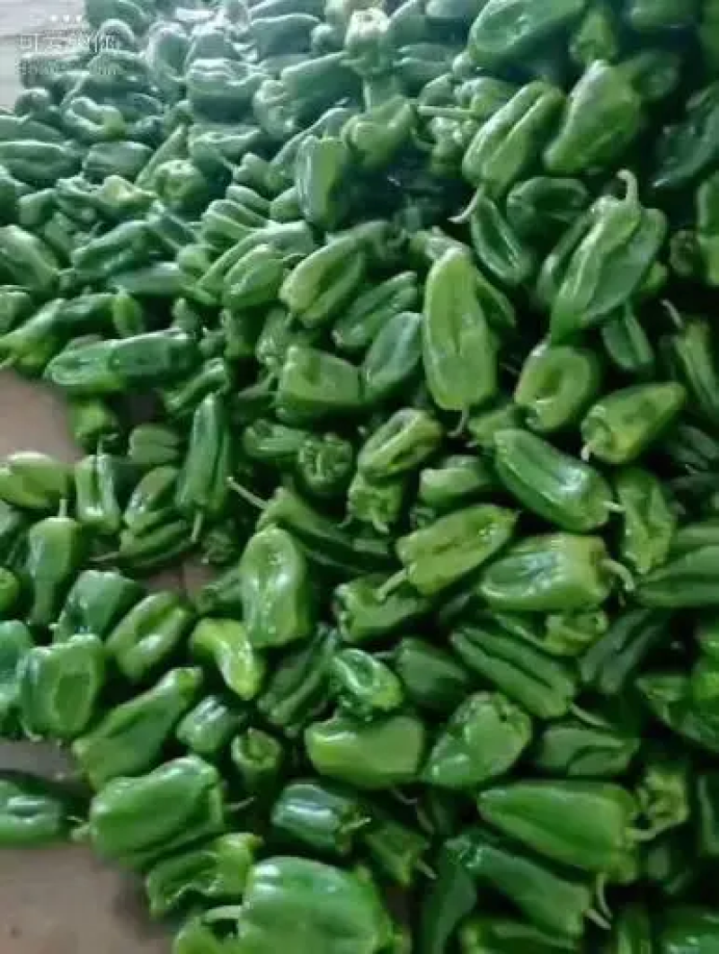 产地直供鲜辣椒精品太空椒大量上市个头均匀量大从优