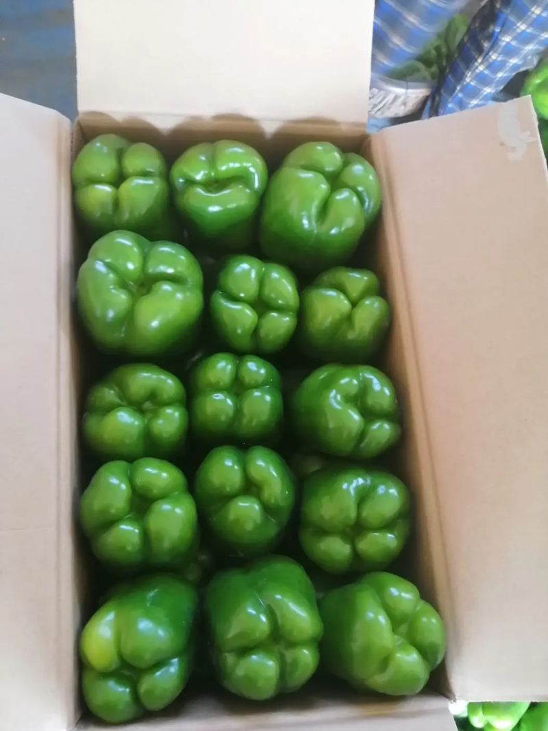 产地直供鲜辣椒精品太空椒大量上市个头均匀量大从优