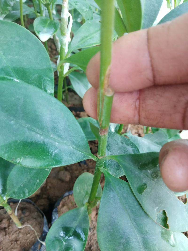 八角直生杯苗，嫁接杯苗，嫁接苗有矮化，早产，产量高等优点