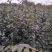 榉树红榉树榉树苗榉树小苗红榉树价格〔批发〕1.5元一棵