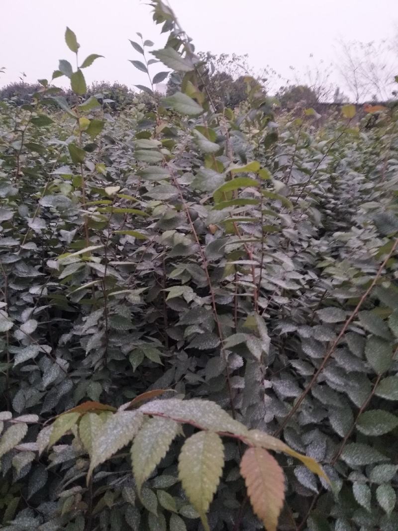 榉树红榉树榉树苗榉树小苗红榉树价格〔批发〕1.5元一棵