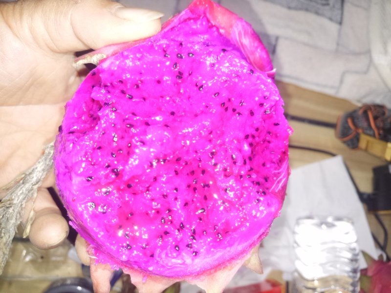 红心红龙果苗自花授粉当年结果包成活提供技术