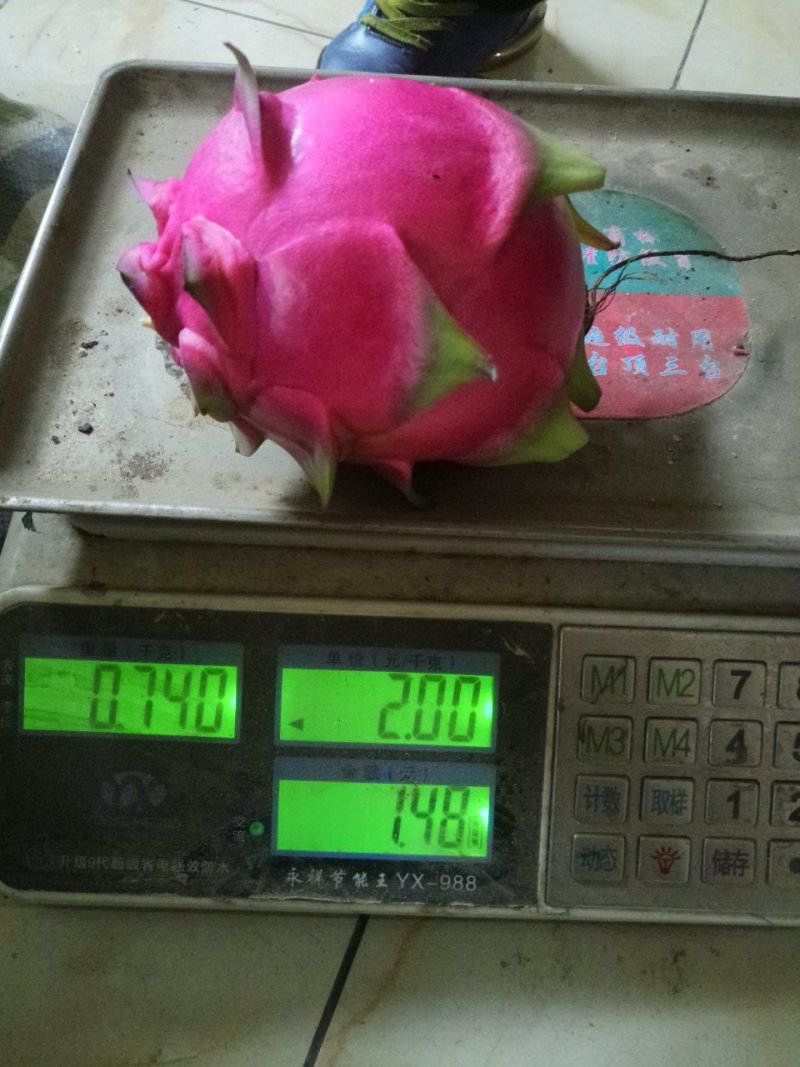 红心红龙果苗自花授粉当年结果包成活提供技术