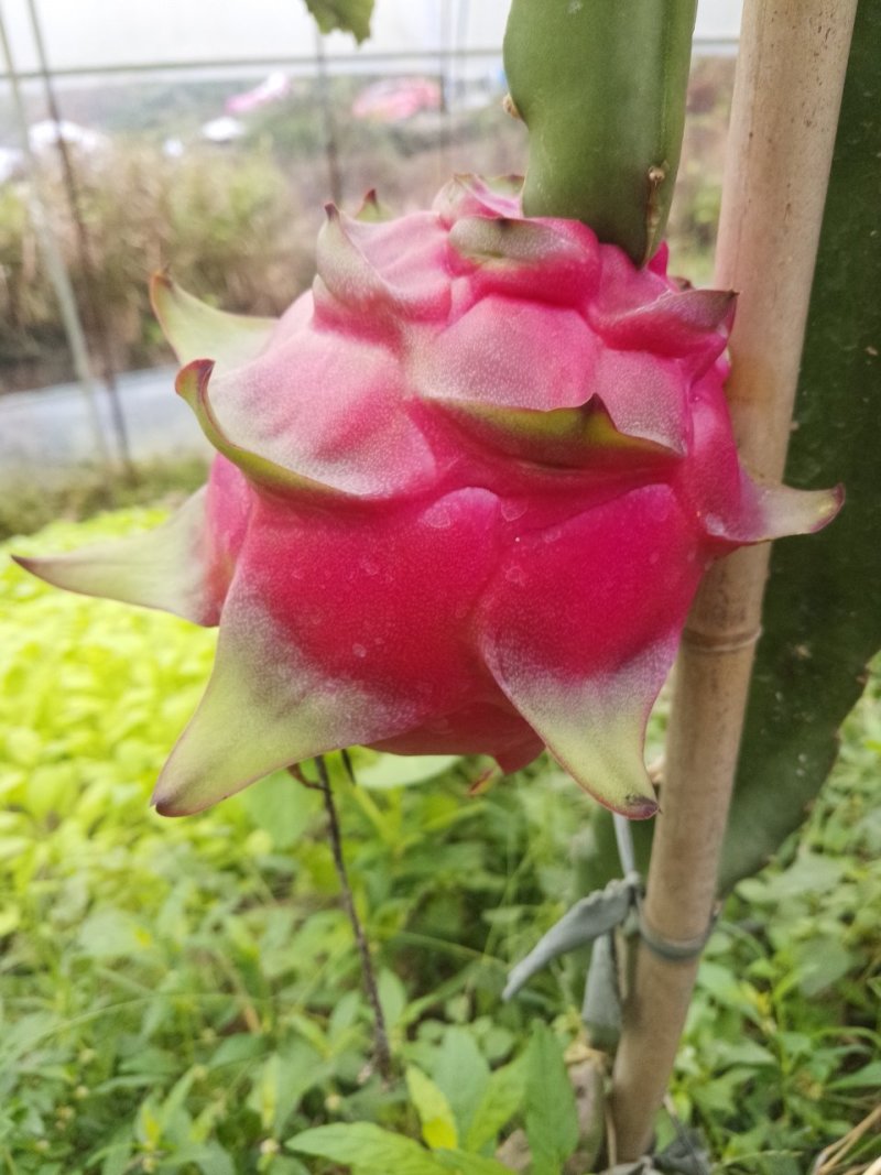 红心红龙果苗自花授粉当年结果包成活提供技术
