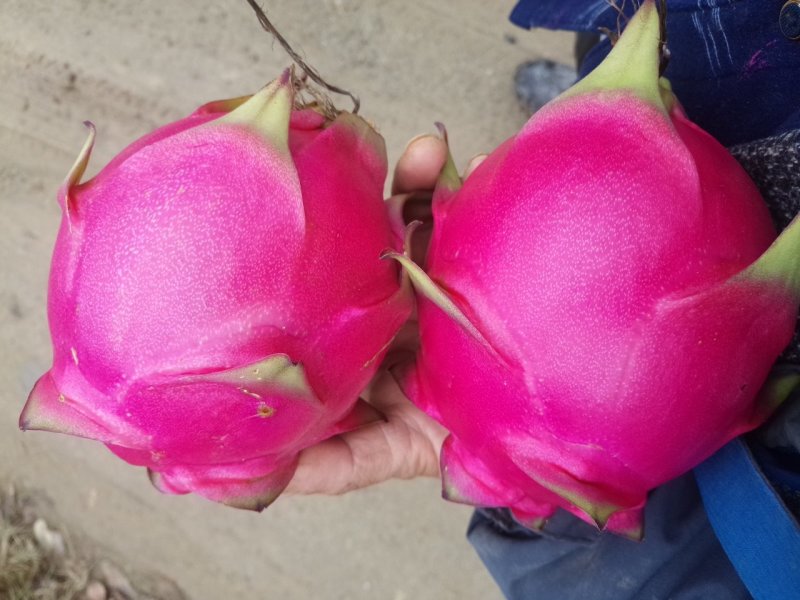 红心红龙果苗自花授粉当年结果包成活提供技术