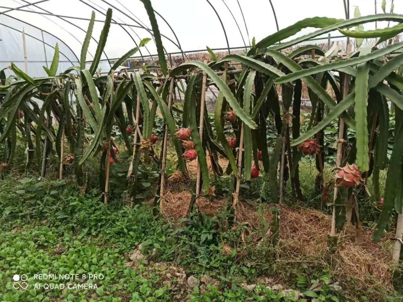 红心红龙果苗自花授粉当年结果包成活提供技术