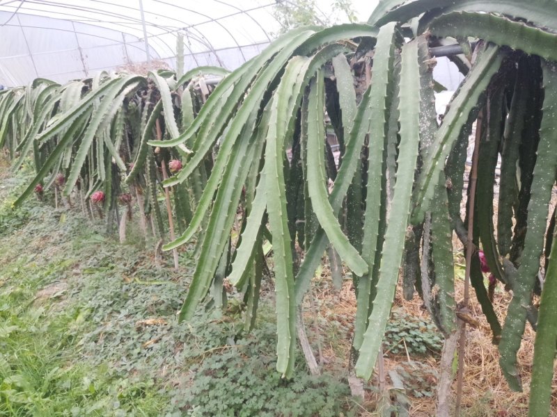 红心红龙果苗自花授粉当年结果包成活提供技术