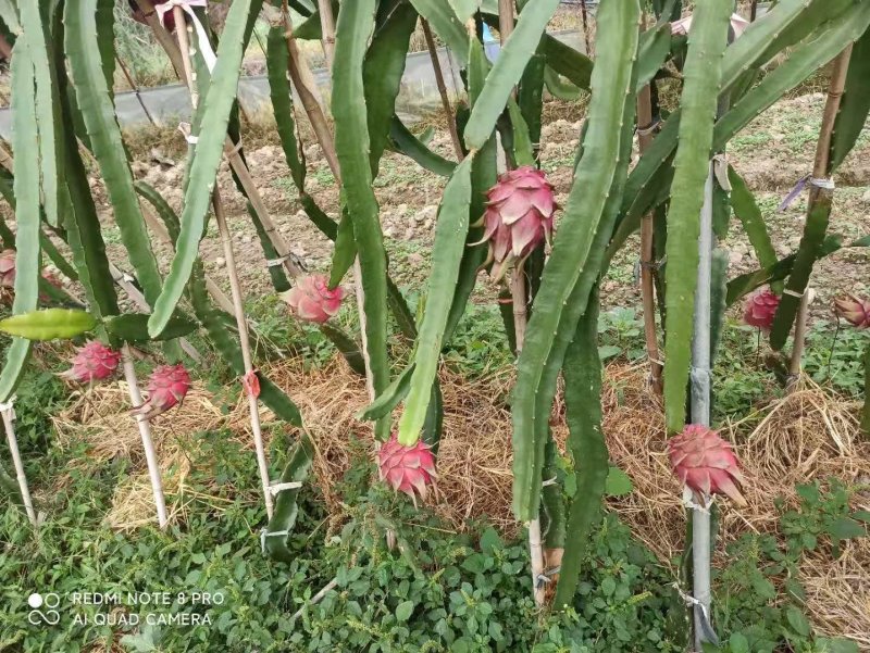 红心红龙果苗自花授粉当年结果包成活提供技术