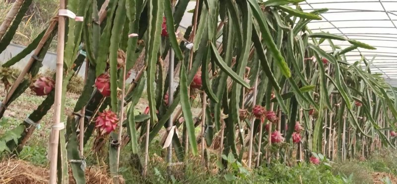 红心红龙果苗自花授粉当年结果包成活提供技术
