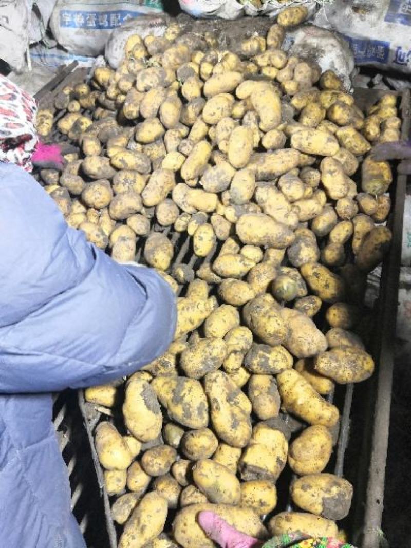 黑龙江望奎广兴薯业出售脱毒种薯品种齐全质量保证价格合理…