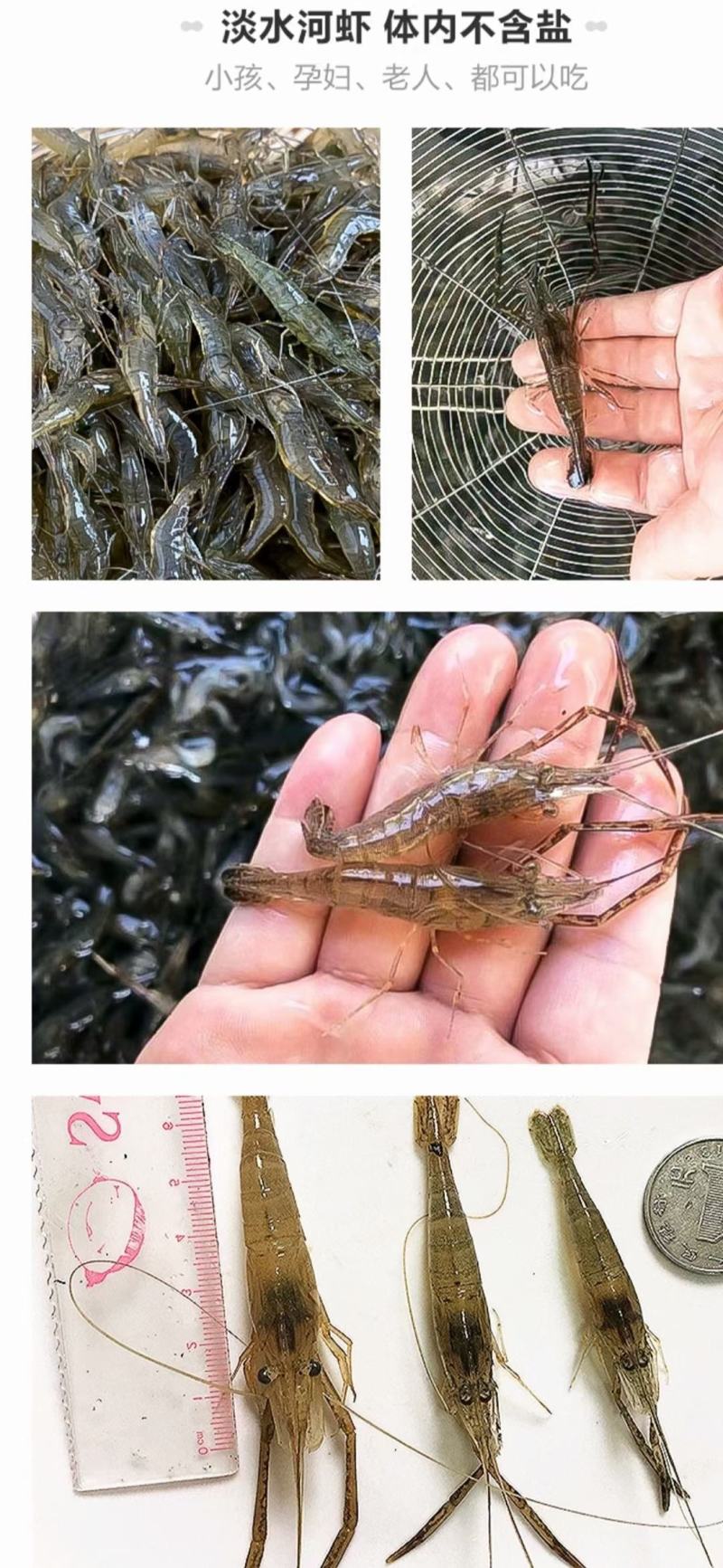 返湾湖生态河虾.生态活体.一手货源.各品类齐全.全国发货