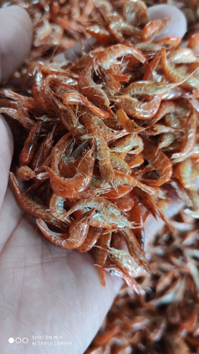 返湾湖生态河虾.生态活体.一手货源.各品类齐全.全国发货