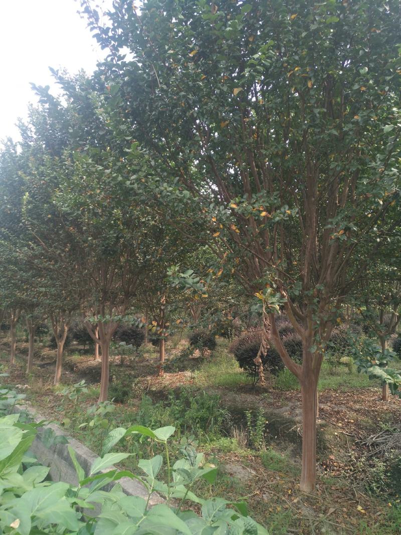 5-12公分速生紫薇，老紫薇，丛生紫薇