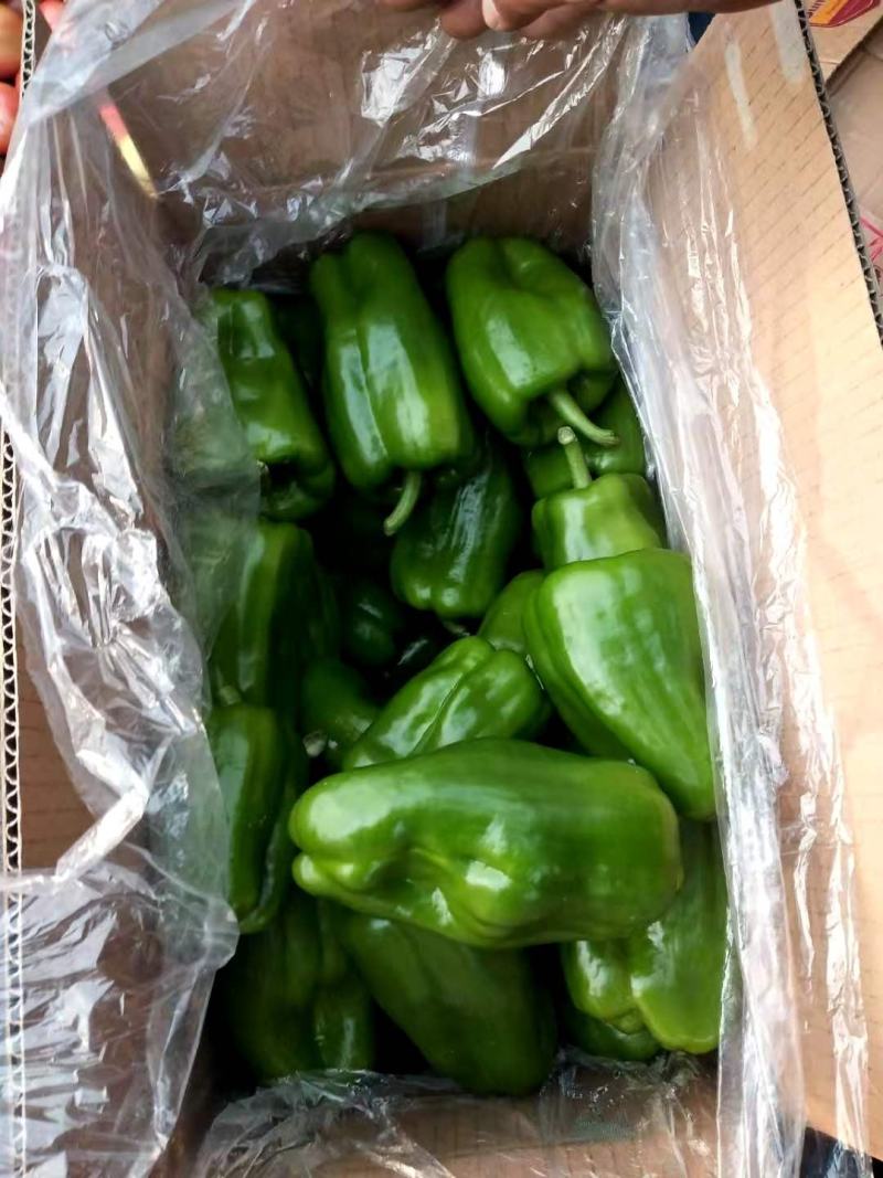 鲜辣椒产地直销大量有货交通便利店