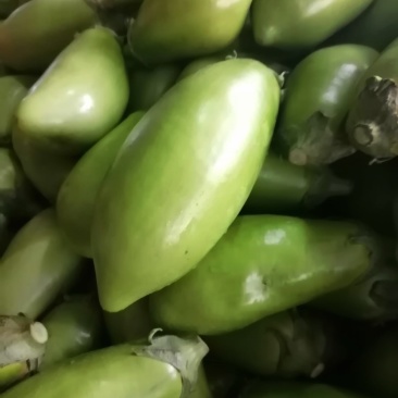 安阳市内黄县青茄还有货