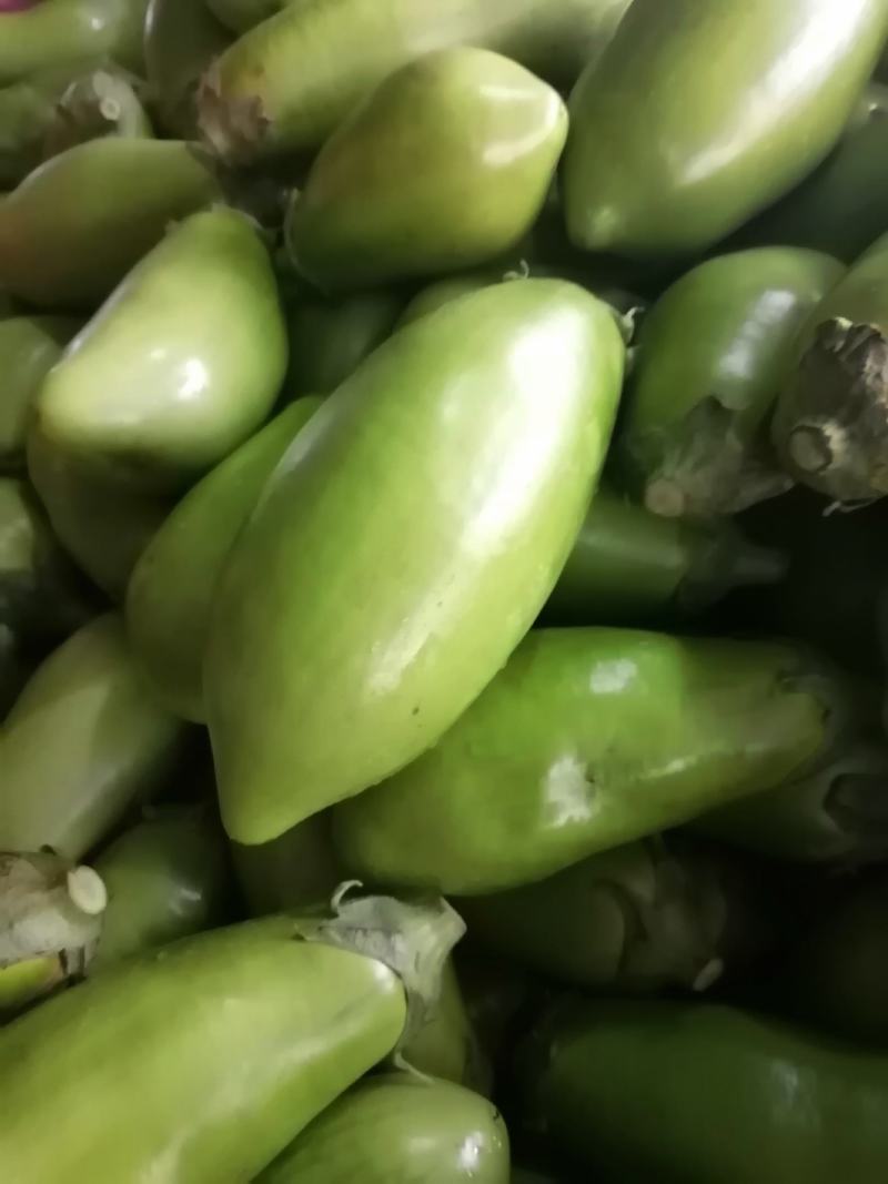 安阳市内黄县青茄还有货